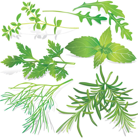 Herbal leaves 05-- vector material