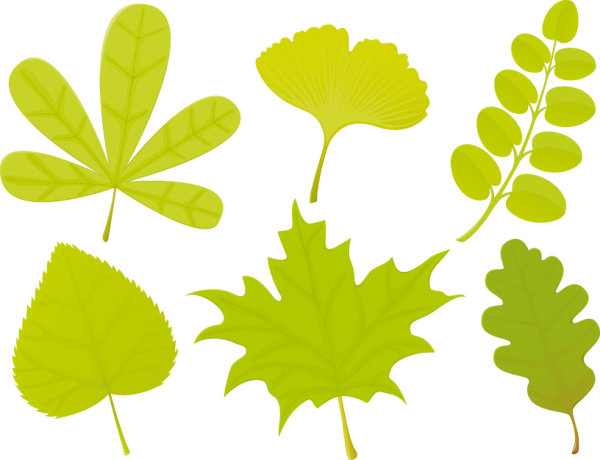 A variety of leaf forms 04-- vector material