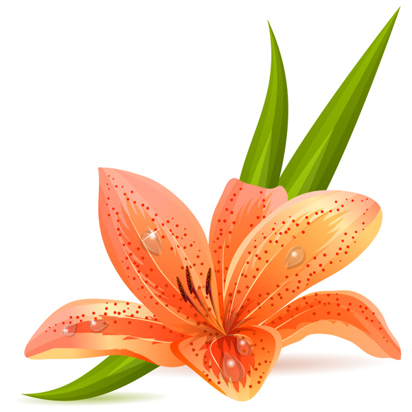 Lily vector material