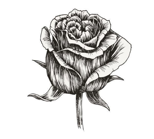 Hand-painted flowers material 05 - vector material