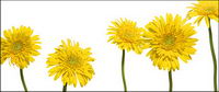 Yellow daisy picture material