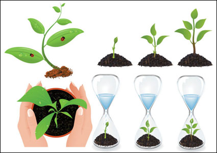 Vector plant seedlings			