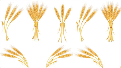 Yellow ears of corn 04 - vector 