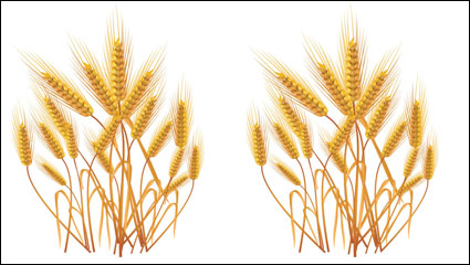 Yellow wheat 01 - vector material