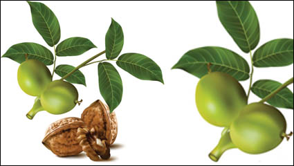 Realistic green walnut walnut 04 - vector material 